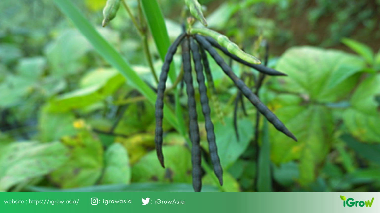 Potensi Budidaya Kacang Hijau di Desa Lemah Sugih, Majalengka – Jawa